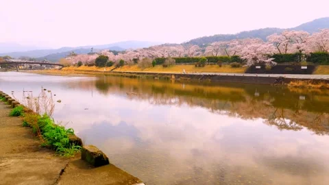 Cherry blossoms bloom Stock Footage 235651661