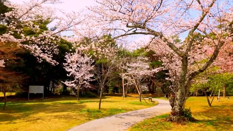 Cherry blossoms bloom Stock Footage 235651673