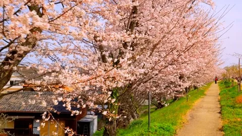 Cherry blossoms bloom Stock Footage 235651685