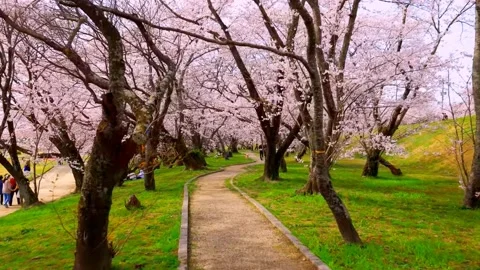 Cherry blossoms bloom Stock Footage 235652008