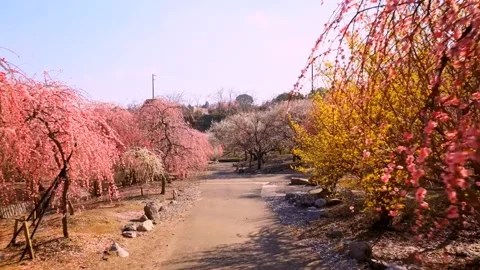 Cherry blossoms bloom Stock Footage 235652988
