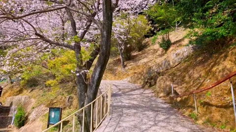 Cherry blossoms bloom Stock Footage 235653094