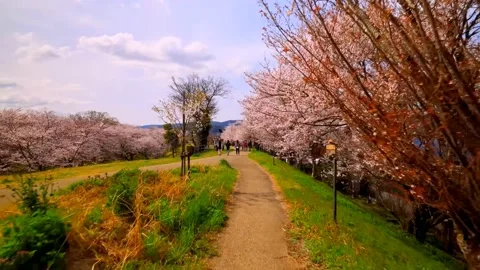 Cherry blossoms bloom Stock Footage 235653142