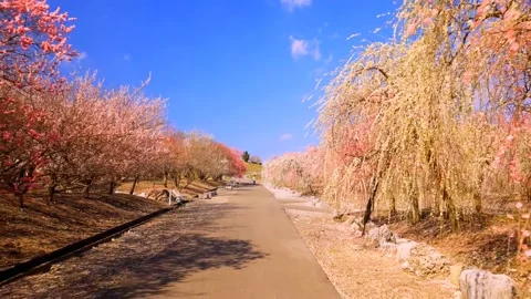 Cherry blossoms bloom Stock Footage 235653949