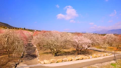 Cherry blossoms bloom Stock Footage 235654137