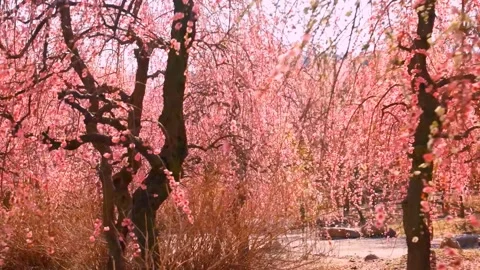 Cherry blossoms bloom Stock Footage 235654263