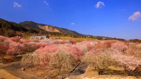 Cherry blossoms bloom Stock Footage 235654264