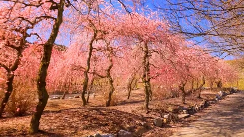 Cherry blossoms bloom Stock Footage 235654387