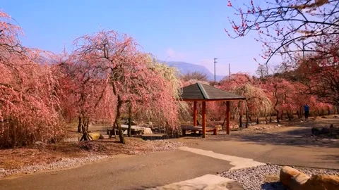 Cherry blossoms bloom Stock Footage 235654389