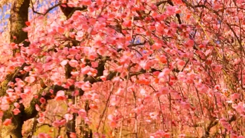 Cherry blossoms bloom Stock Footage 235654390
