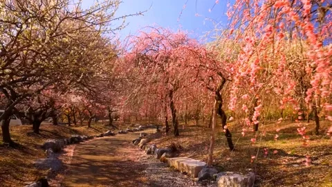 Cherry blossoms bloom Stock Footage 235654391