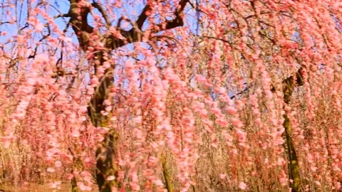 Cherry blossoms bloom Stock Footage 235654459
