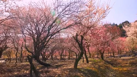 Cherry blossoms bloom Stock Footage 235654837