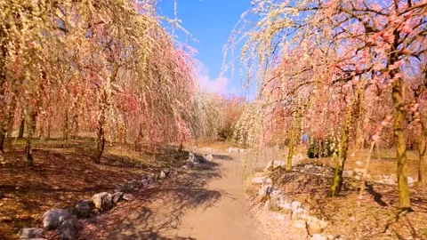 Cherry blossoms bloom Stock Footage 235654838
