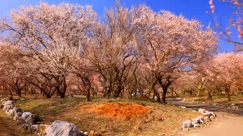 Cherry blossoms bloom Stock Footage 235654849
