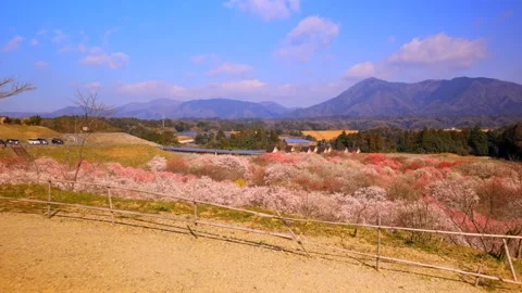 Cherry blossoms bloom Stock Footage 235655234