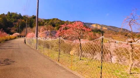 Cherry blossoms bloom Stock Footage 235655289