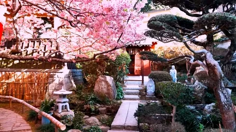 Cherry blossoms bloom Stock Footage 235655713