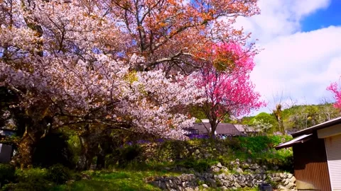 Cherry blossoms bloom Stock Footage 235655959