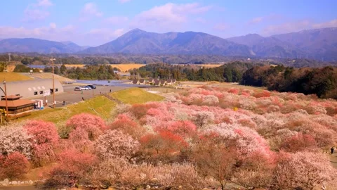 Cherry blossoms bloom Stock Footage 235655960