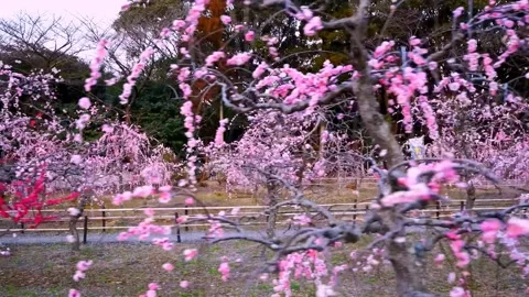 Cherry blossoms bloom Stock Footage 235656123