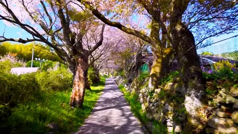Cherry blossoms bloom Stock Footage 235656394
