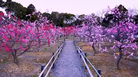 Cherry blossoms bloom Stock Footage 235656682