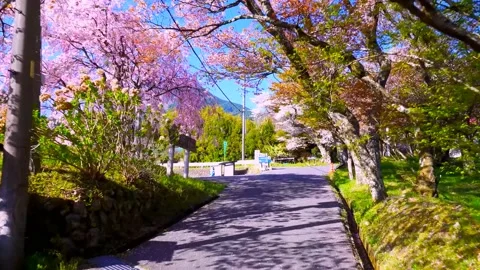 Cherry blossoms bloom Stock Footage 235656875