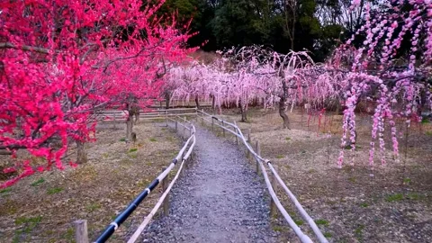 Cherry blossoms bloom Stock Footage 235656877