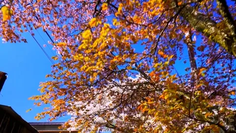 Cherry blossoms bloom Stock Footage 235656963