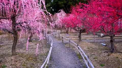 Cherry blossoms bloom Stock Footage 235656970