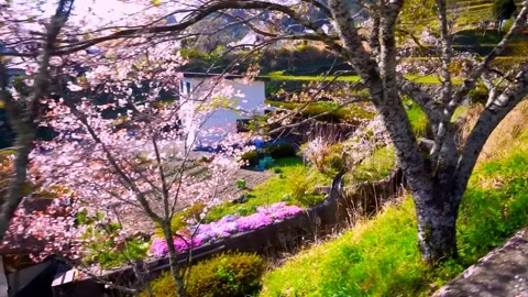 Cherry blossoms bloom Stock Footage 235657939