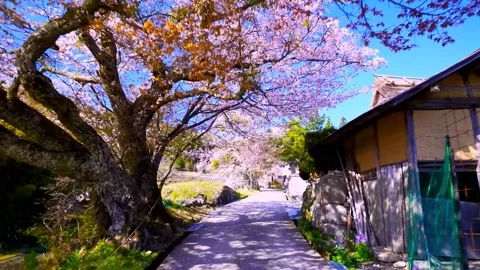 Cherry blossoms bloom Stock Footage 235657957