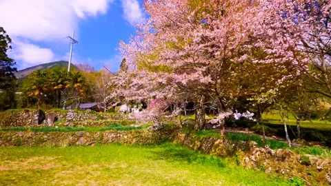 Cherry blossoms bloom Stock Footage 235657966