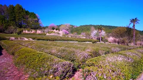 Cherry blossoms bloom Stock Footage 235658698