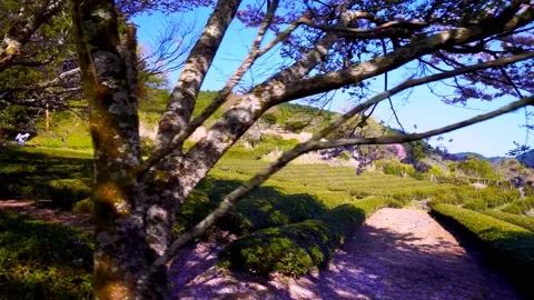 Cherry blossoms bloom Stock Footage 235658701