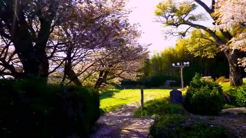 Cherry blossoms bloom Stock Footage 235658786