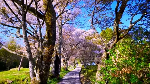 Cherry blossoms bloom Stock Footage 235658854