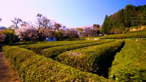 Cherry blossoms bloom Stock Footage 235658855