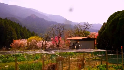 Cherry blossoms bloom Stock Footage 235658879