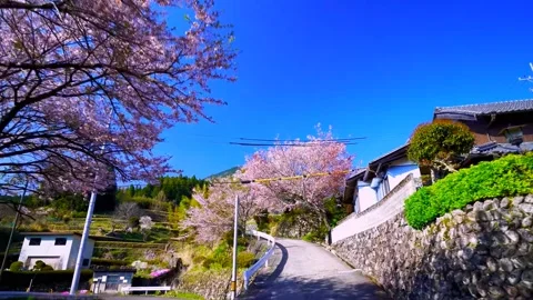 Cherry blossoms bloom Stock Footage 235658886