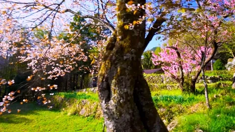 Cherry blossoms bloom Stock Footage 235658897
