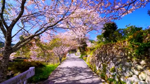 Cherry blossoms bloom Stock Footage 235661367