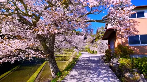 Cherry blossoms bloom Stock Footage 235661906