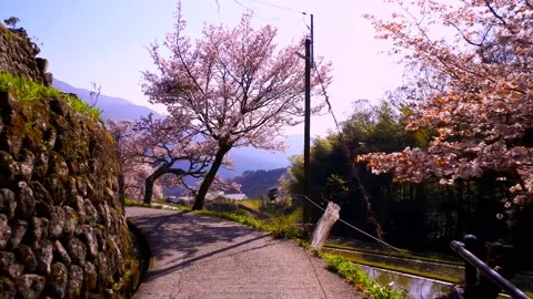 Cherry blossoms bloom Video stock 235661994