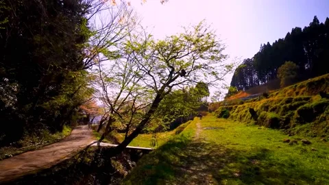 Cherry blossoms bloom Video stock 235662142