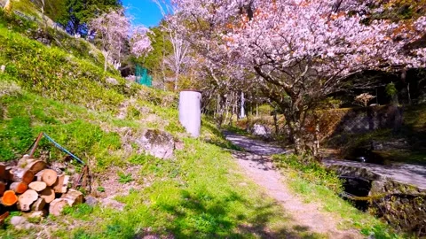 Cherry blossoms bloom Video stock 235662143