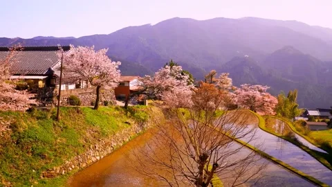 Cherry blossoms bloom Video stock 235662420