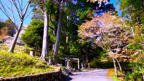 Cherry blossoms bloom Video stock 235662421