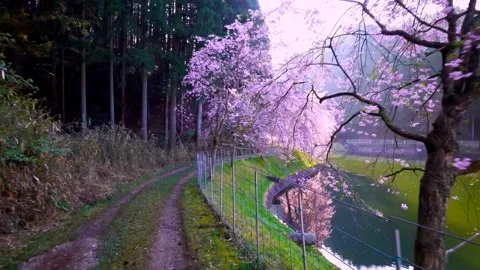 Cherry blossoms bloom Video stock 235662554